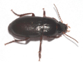 Harpalus latus